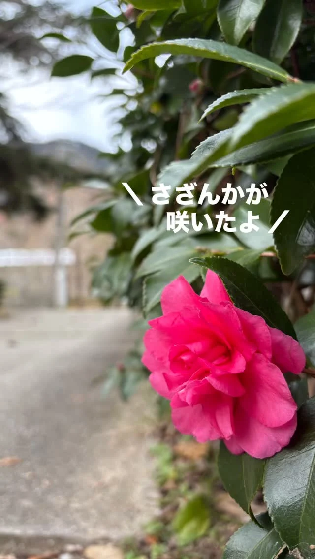 三田にも冬将軍が到来しましたね🌬️
・
TEMIL BOXの入口に
山茶花（さざんか）の花が咲きました！
・
一輪だけ咲いてる姿が
けなげでかわいい💕
・
週末もいいお天気になりそうです☀️
デイキャンプもBBQも🆗ですよ〜

#デイキャンプ #bbq #週末